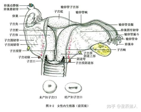 女性私处|女性生殖系統